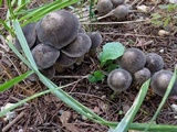 Lyophyllum decastes image