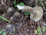Lyophyllum decastes image