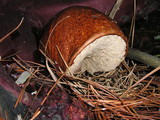 Leccinum manzanitae image