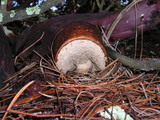 Leccinum manzanitae image