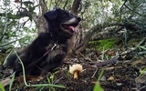 Rhodocollybia butyracea image