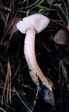 Rhodocollybia butyracea image