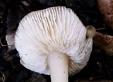 Rhodocollybia butyracea image