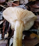 Rhodocollybia butyracea image