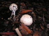 Agaricus hondensis image