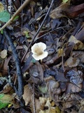 Clitocybe salmonilamella image
