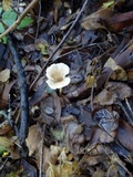 Clitocybe salmonilamella image