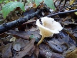 Clitocybe salmonilamella image