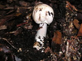 Agaricus hondensis image