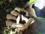 Cuphophyllus virgineus image
