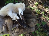 Cuphophyllus virgineus image