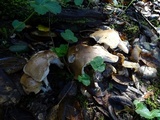 Hygrophorus roseobrunneus image