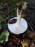 Hygrophorus roseobrunneus image