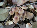 Mycena californiensis image