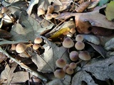 Mycena californiensis image