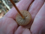 Mycena californiensis image