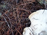 Leucopaxillus albissimus image