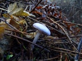 Inocybe ionocephala image