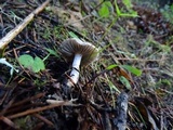 Inocybe ionocephala image