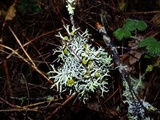 Hypogymnia inactiva image