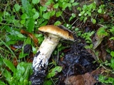 Suillus caerulescens image