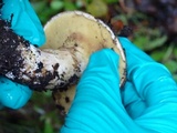 Suillus caerulescens image