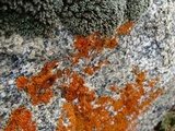 Caloplaca ignea image