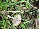 Marasmius albogriseus image