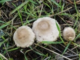 Marasmius albogriseus image