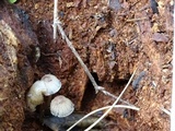Mycena maculata image