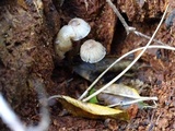 Mycena maculata image