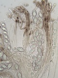 Peziza succosella image