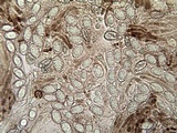 Peziza succosella image