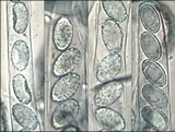 Peziza succosella image