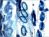 Peziza succosella image