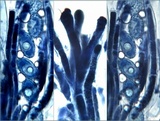 Peziza succosella image