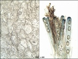 Peziza succosella image