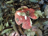 Russula vinosobrunnea image