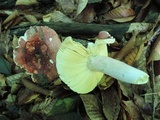 Russula vinosobrunnea image