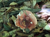 Russula vinosobrunnea image