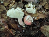 Russula pulchra image