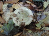 Russula cyanoxantha image