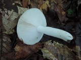 Russula cyanoxantha image