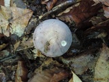 Russula cyanoxantha image