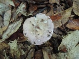 Russula cyanoxantha image