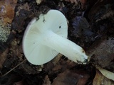 Russula cyanoxantha image
