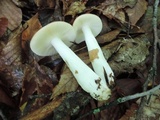 Russula ochraleucoides image