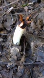 Lysurus cruciatus image