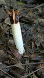 Lysurus cruciatus image