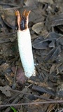 Lysurus cruciatus image